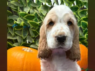 Cocker Spaniel dogs 🏆 Award Winning 🏆 - Advert 4