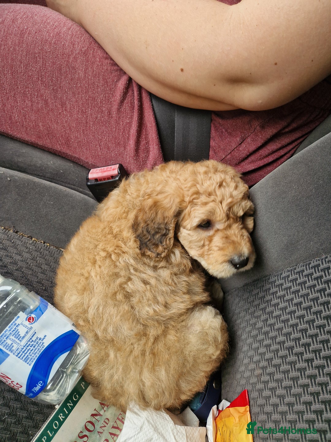 Mixed Breed dogs for sale: Borderdoodle - Image 4