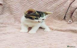 British Longhair cats for sale: 4 Beautiful Kittens - Image 2