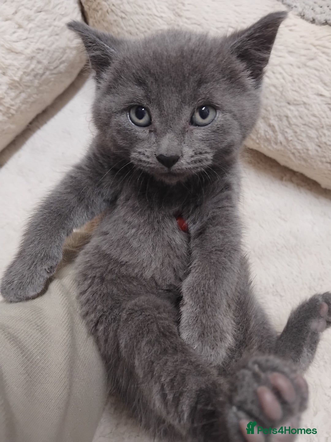 British Shorthair cats for sale: Fluffy playfull British sorthair kittens available - Image 5