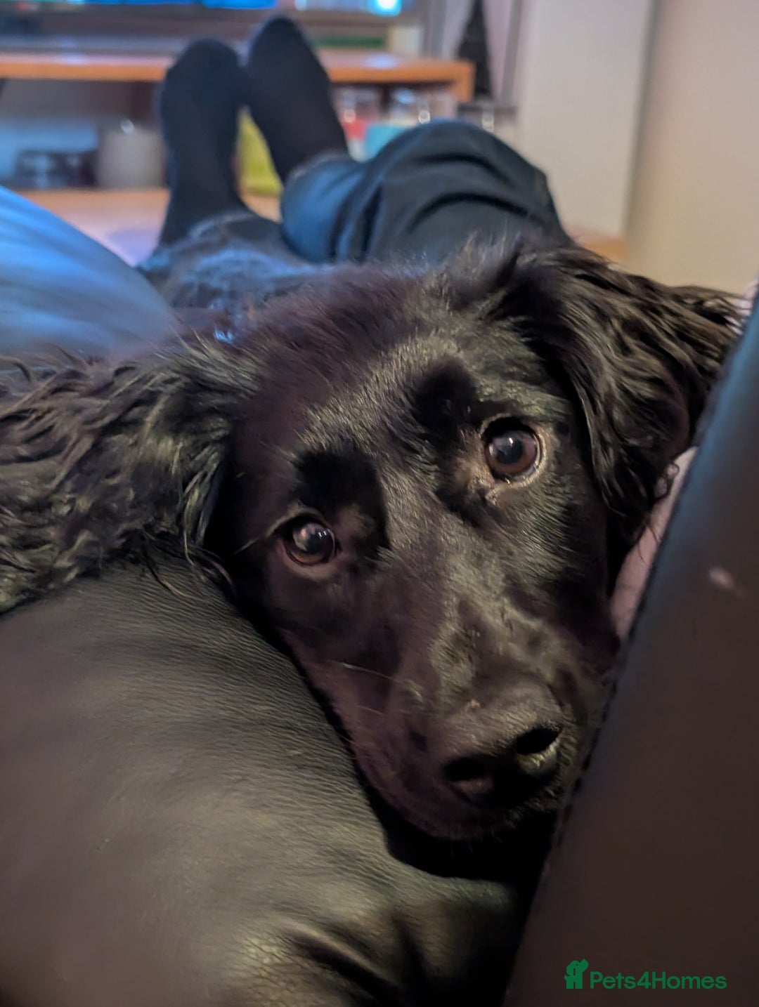 Cocker Spaniel dogs for sale: Cocker Spaniel, Black, Female. - Advert 4