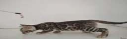 Bengal cats for sale: Bengal kittens - Advert 6