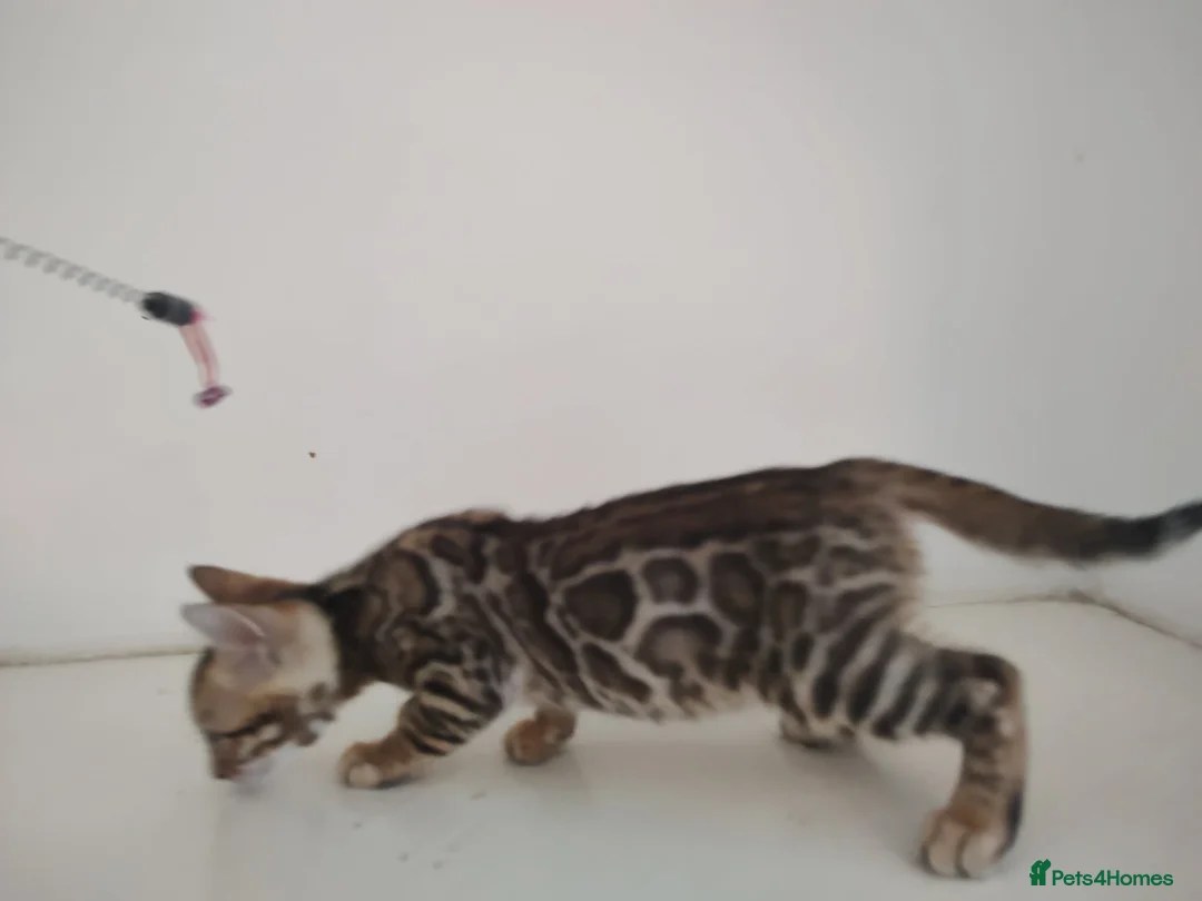 Bengal cats for sale: Bengal kittens - Advert 6