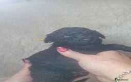 Standard Poodle dogs for sale: Exceptional Health Tested Puppies Due - Advert 14