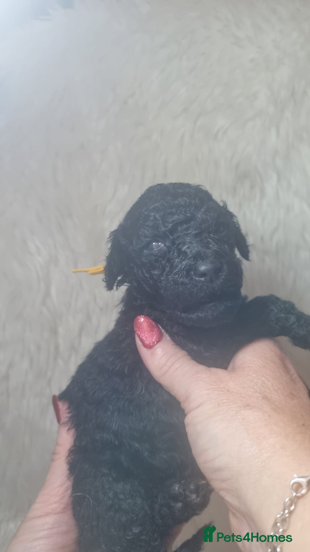 Standard Poodle dogs for sale: Exceptional Health Tested Puppies Due - Advert 14