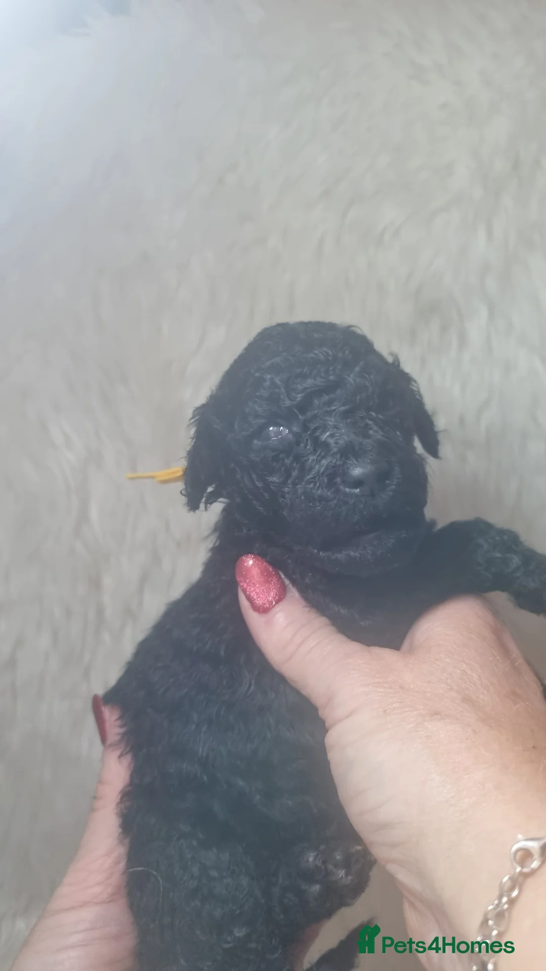 Standard Poodle dogs for sale: Exceptional Health Tested Parents 1 Girl Availabe - Advert 23