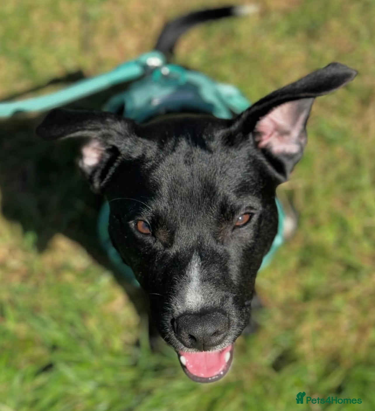 Mixed Breed dogs 2 year old staffy x jack Russel x Alsatian - Advert 1