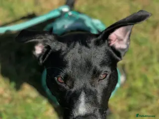 Mixed Breed dogs 2 year old staffy x jack Russel x Alsatian - Advert 1