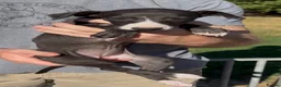 Whippet dogs for sale: READY TO GO - Healthy, well-bred, KC Whippet pups - Advert 14