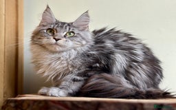 Maine Coon cats for sale: Beautiful pure bread maine coon kittens  - Image 17