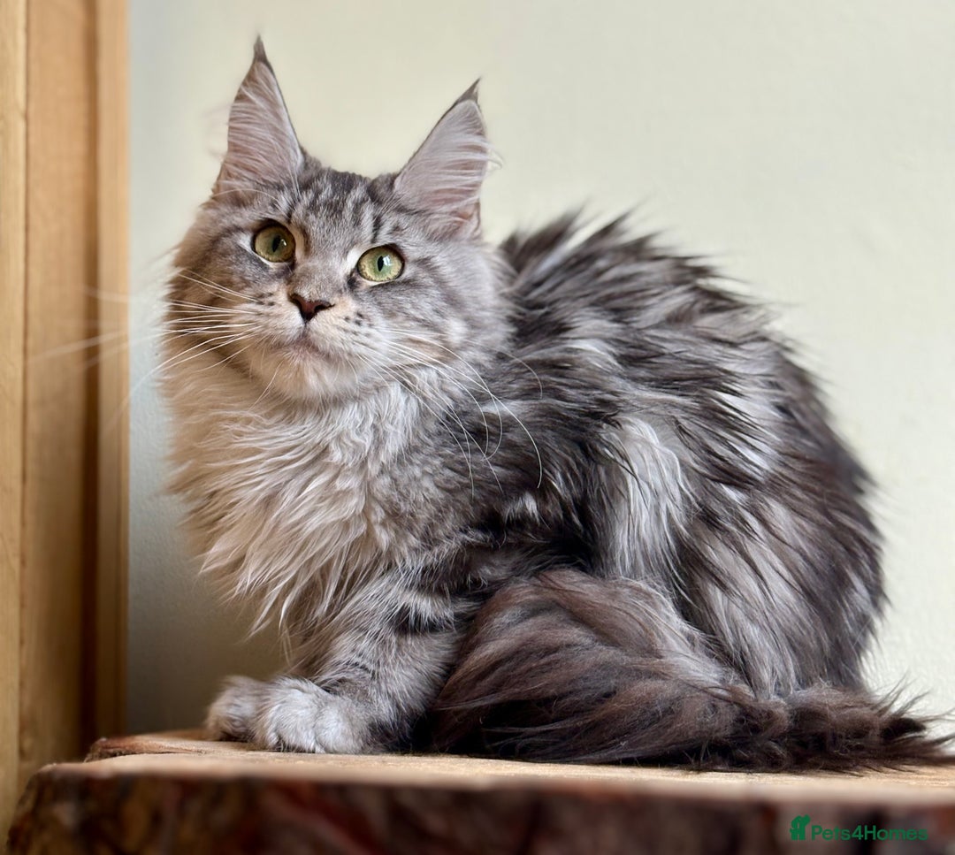 Maine Coon cats for sale: Beautiful pure bread maine coon kittens  - Image 17