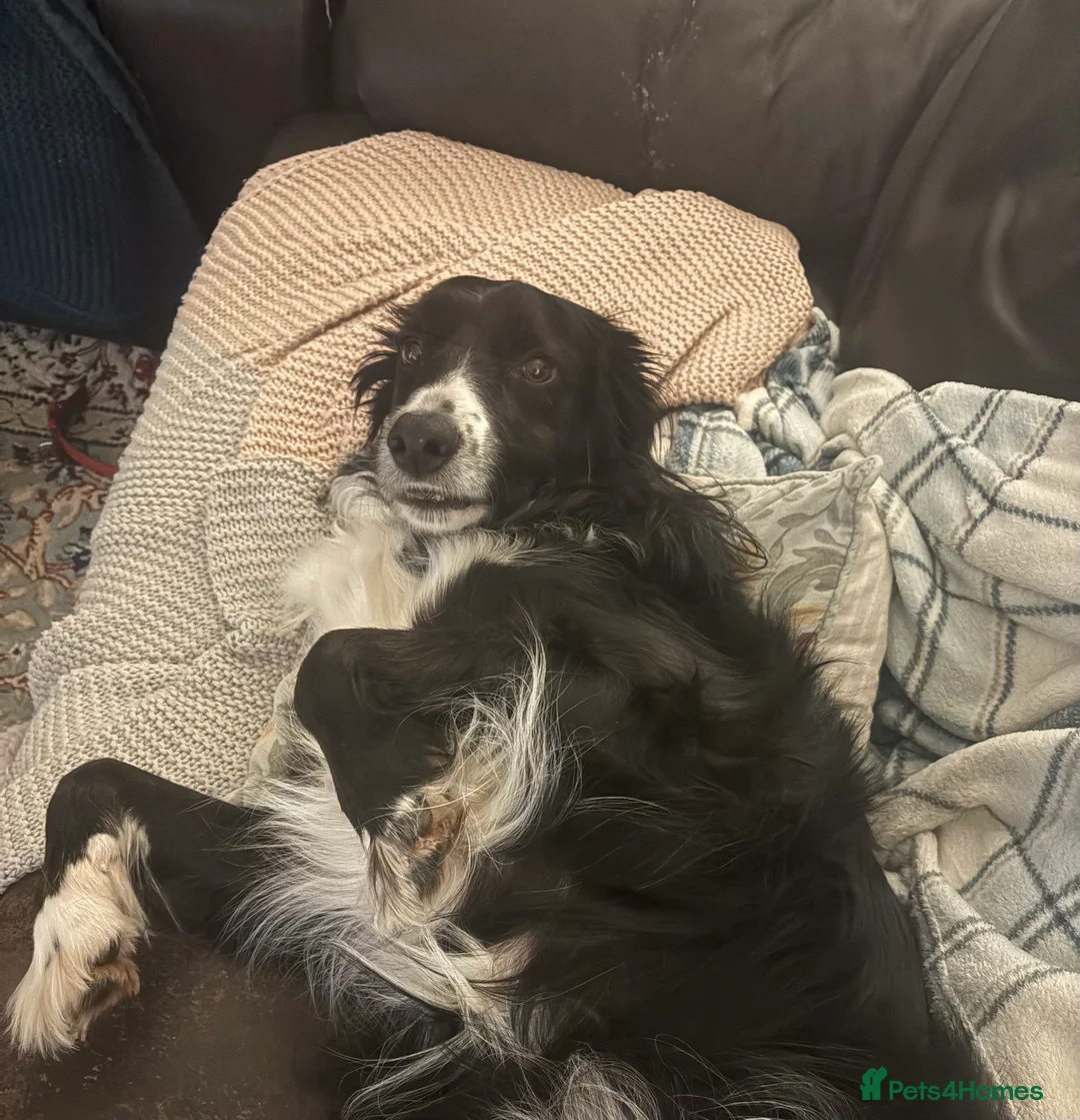 Mixed Breed dogs for sale: Beautiful Cocker Spaniel x Border Collie - Advert 2