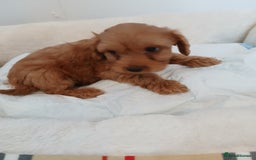 Cockapoo dogs for sale: Adorable F1B red cockapoo puppies  - Image 14