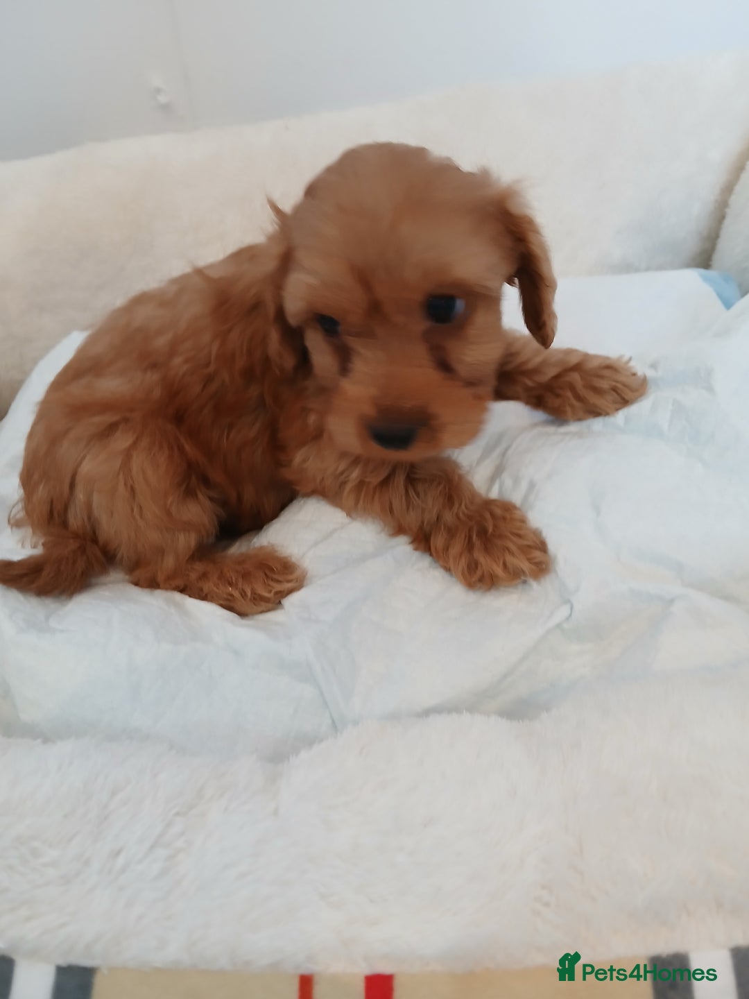 Cockapoo dogs for sale: Adorable F1B red cockapoo puppies  - Image 14