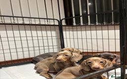 Miniature Dachshund dogs for sale: Outstanding Minature Dachshunds Puppies For Sale  - Image 2