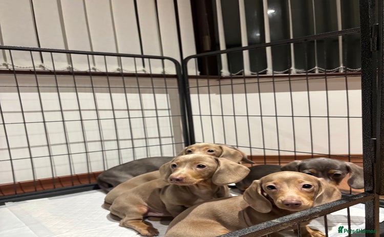 Miniature Dachshund dogs - Advert 1
