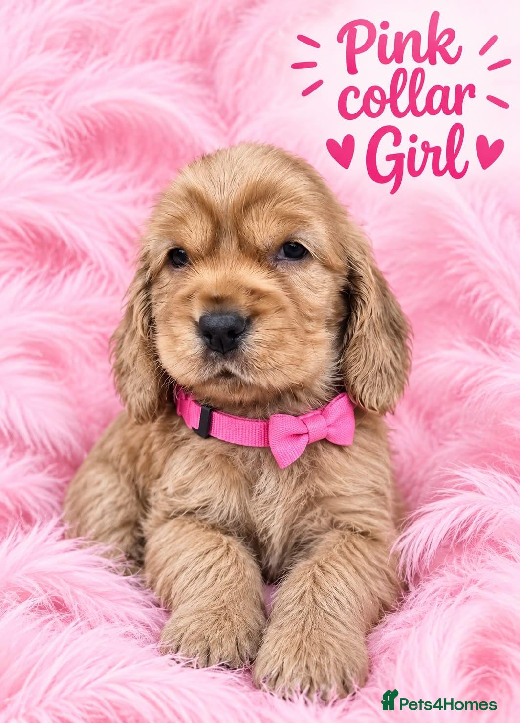 Cocker Spaniel dogs Superb show type cocker spaniel puppies  - Advert 2