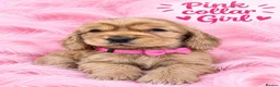 Cocker Spaniel dogs for sale: Superb show type cocker spaniel puppies  - Advert 2