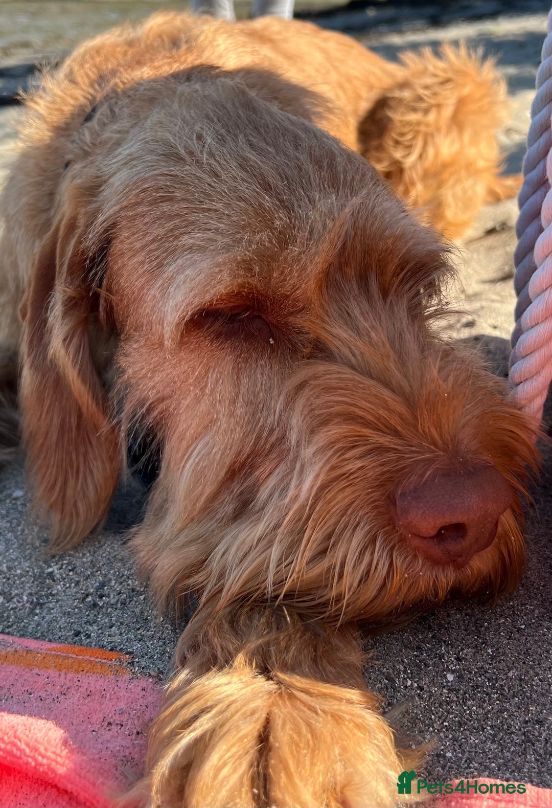 Hungarian Vizsla dogs for sale: Female wire haired Hungarian Vizsla - Advert 1