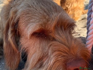 Hungarian Vizsla dogs Female wire haired Hungarian Vizsla - Advert 1