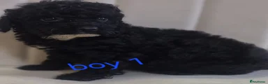 Toy Poodle 1