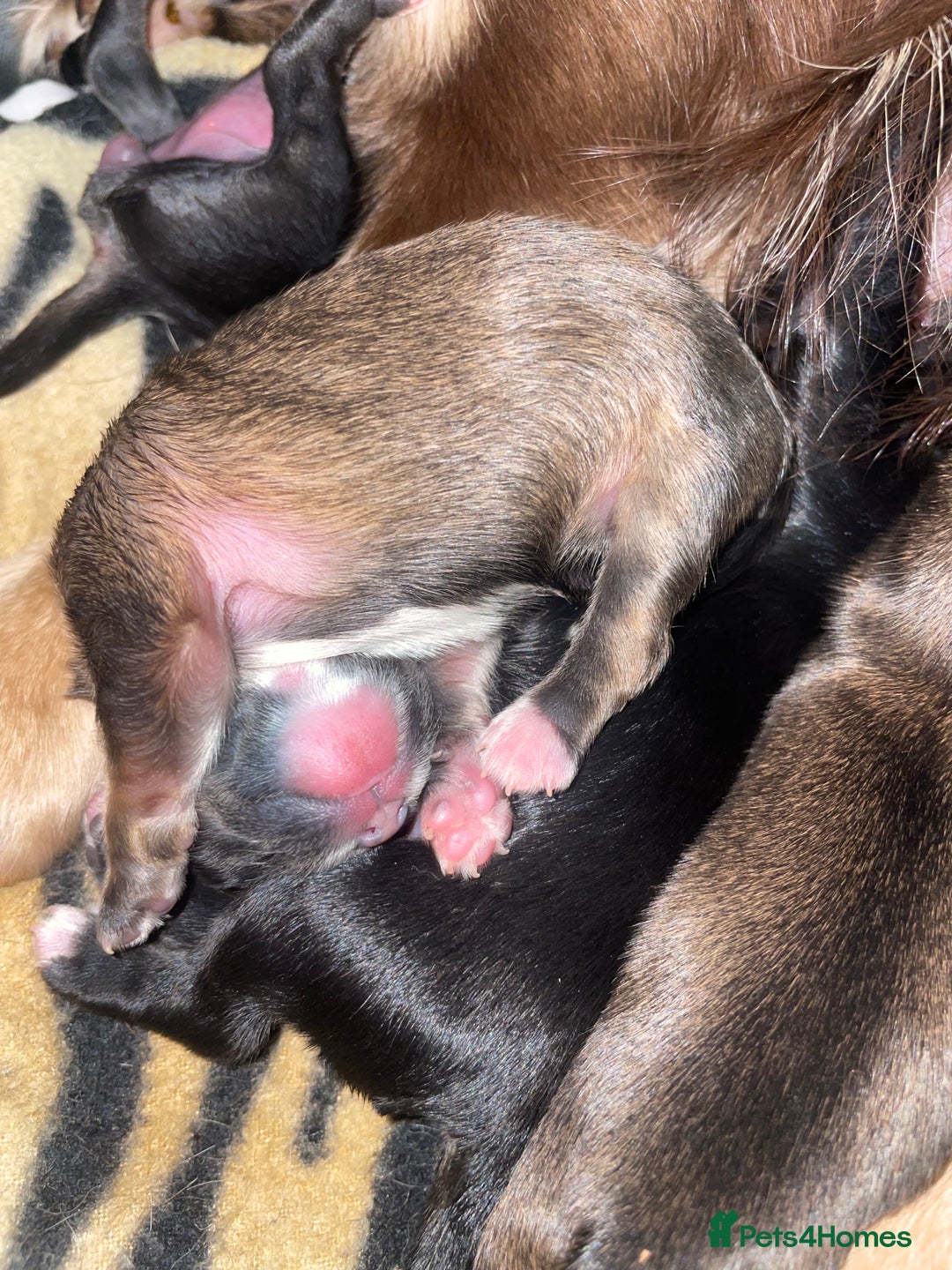 Mixed Breed dogs for sale: 6 Beautiful Babys - Image 11