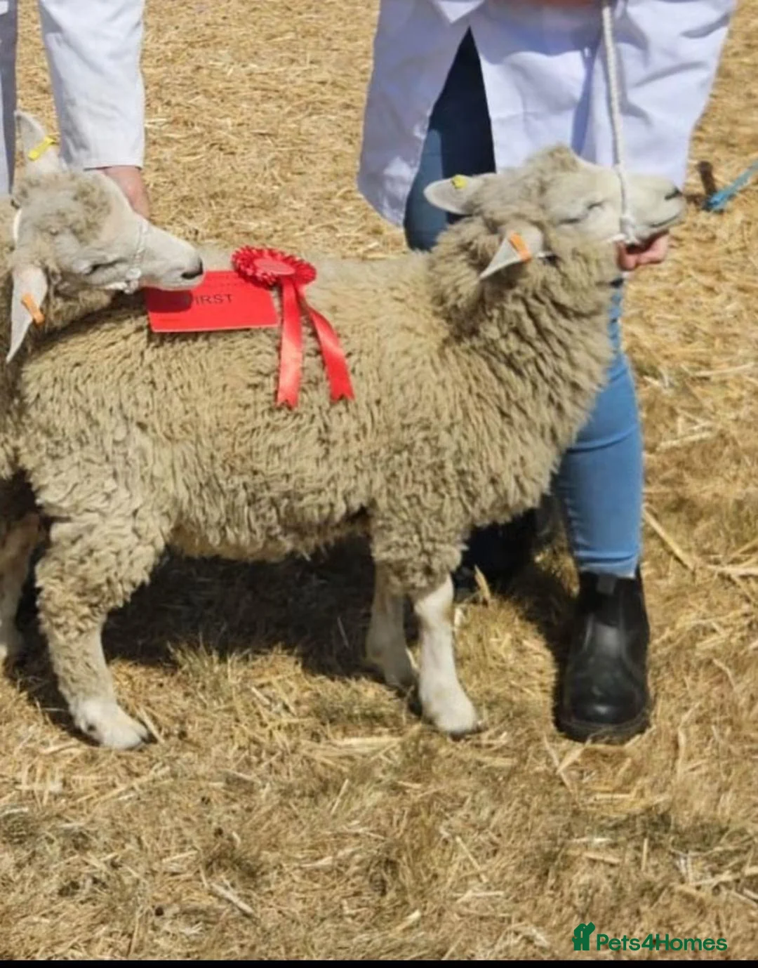 Sheep livestock for sale: Romney Ram Lamb in Ashford - Advert 2