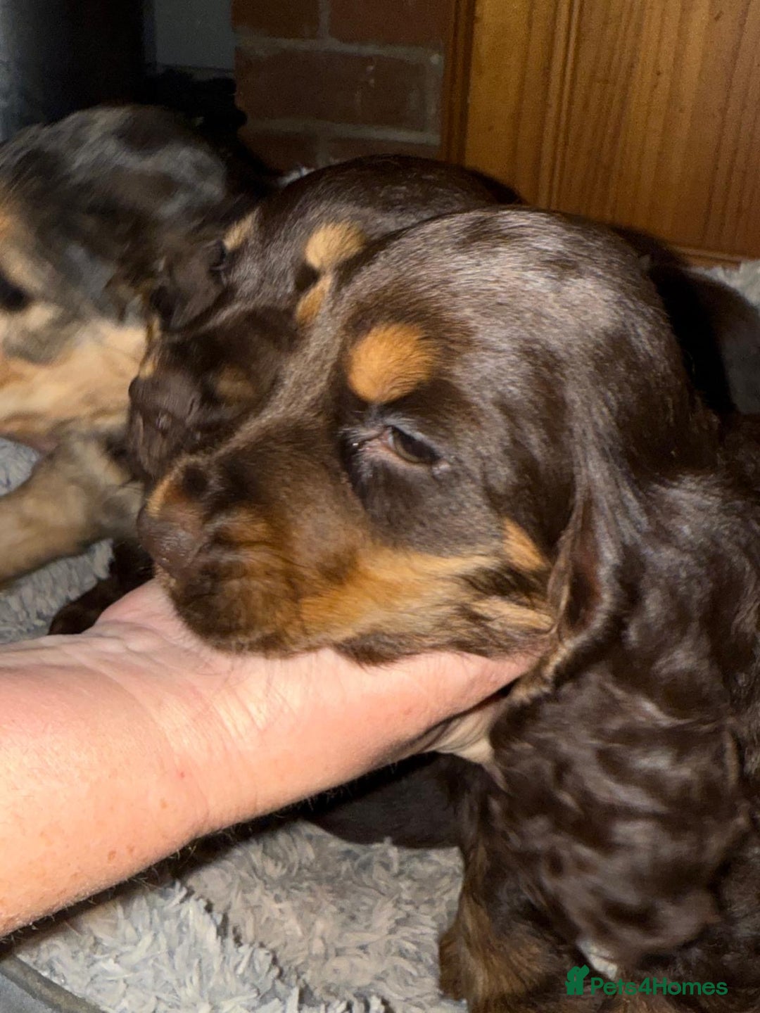 Cocker Spaniel dogs for sale: KC Registered Show Type Cocker Spaniels - Advert 18