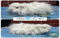 Guinea Pig rodents for sale: Guinea pig boars  - Image 21