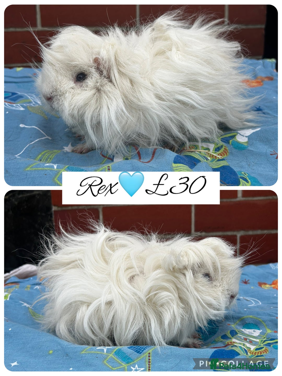 Guinea Pig rodents for sale: Guinea pig boars  - Image 21