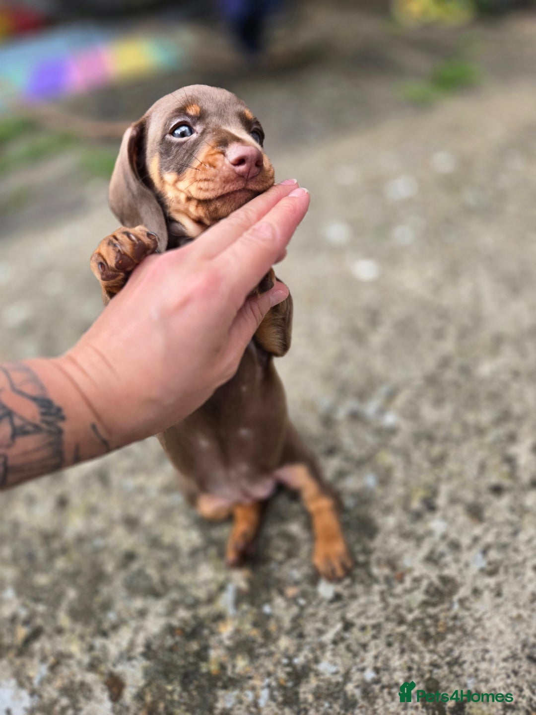 Dachshund dogs for sale: Ready now, last 3 Dachshund Puppies - Image 11