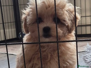 Maltipoo dogs F1 Maltipoo puppies 🐶 Just 2 girls remaining - Advert 4