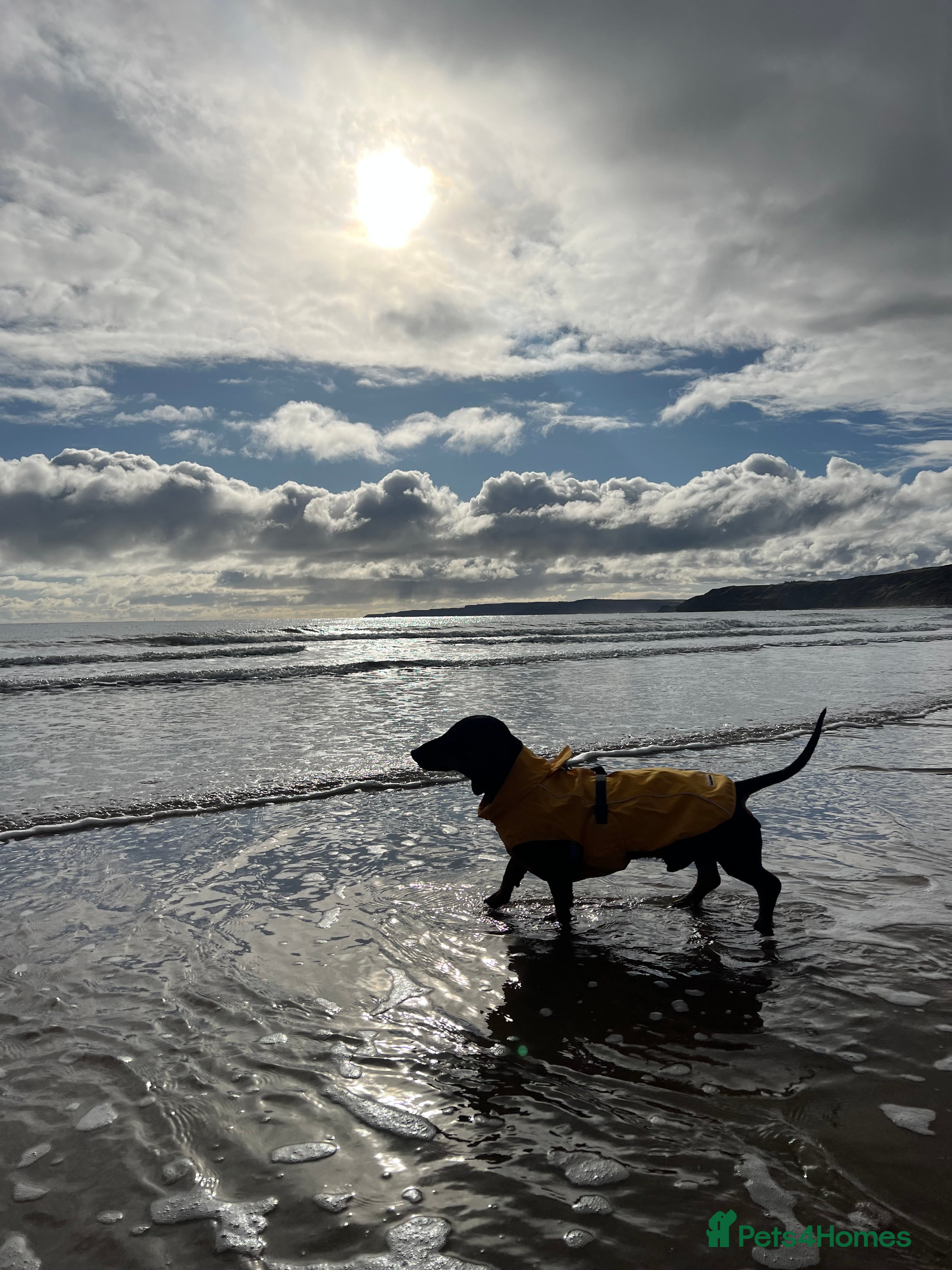 Dachshund dogs 4 Year Old Standard Dachshund For Stud Only in Ilkeston - Advert 2