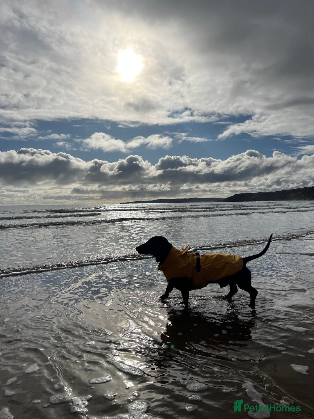Dachshund dogs for stud: 4 Year Old Standard Dachshund For Stud Only in Ilkeston - Image 1