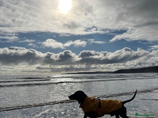 Dachshund dogs in Ilkeston - Advert 29