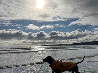 Dachshund dogs 4 Year Old Standard Dachshund For Stud Only in Ilkeston - Advert 2