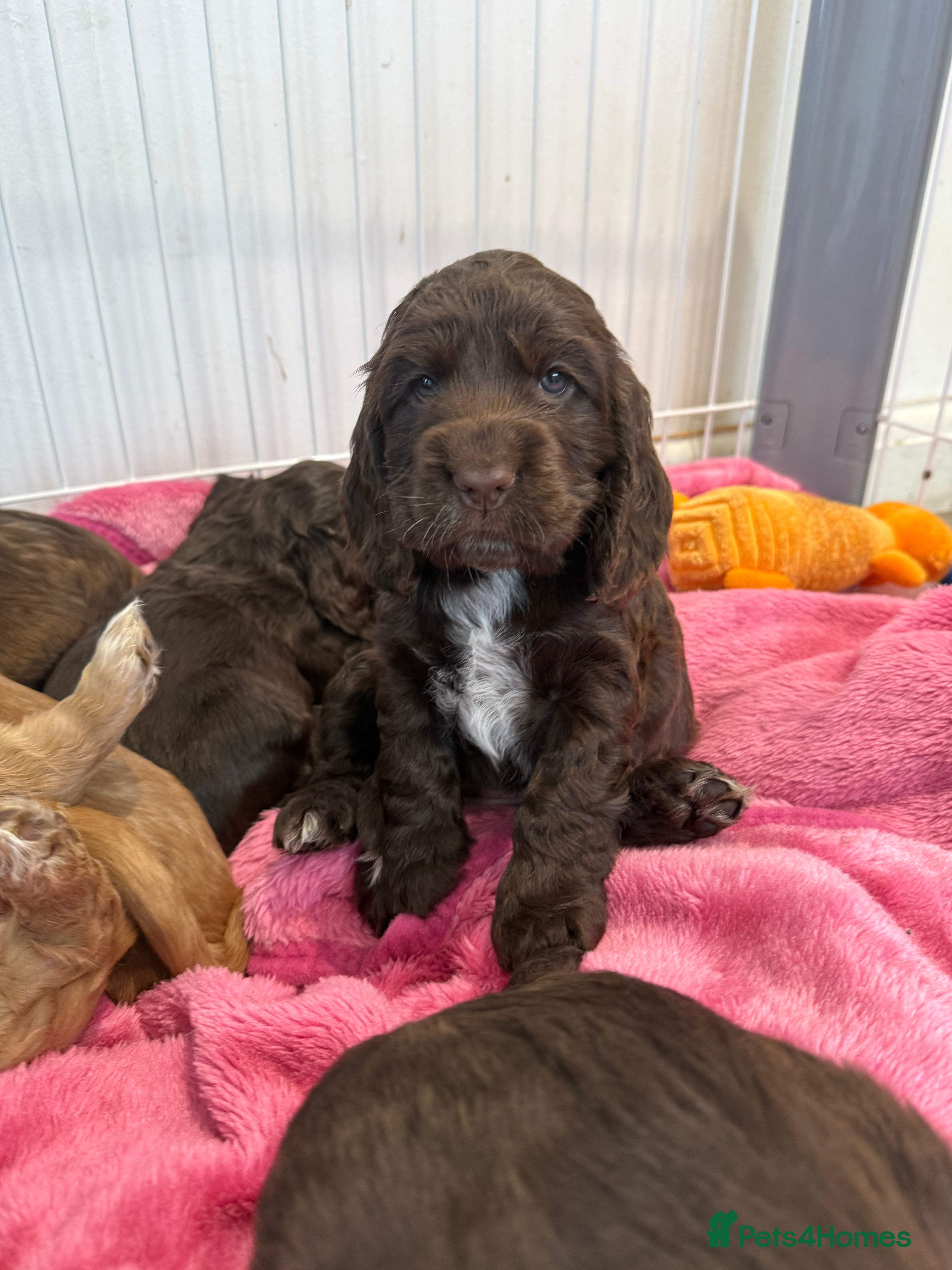 Cocker Spaniel dogs Health tested clear show cocker spaniel puppies - Advert 15