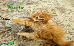 Maine Coon cats for sale: Beautiful Pedigree Maine Coon Kittens – Ready Soon - Image 2