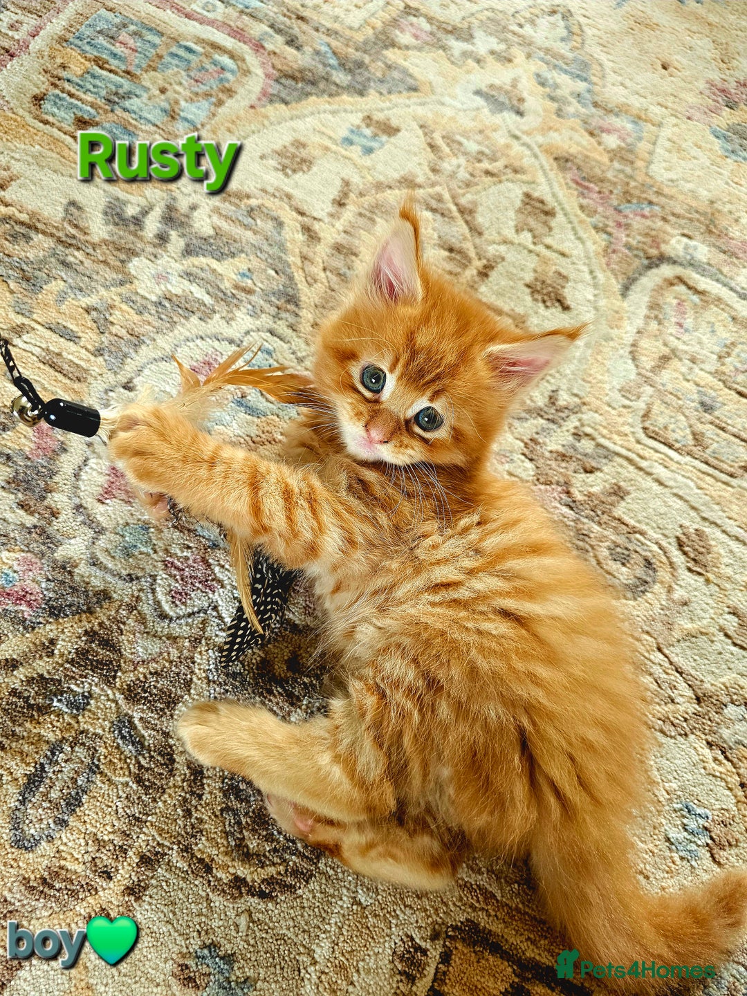 Maine Coon cats for sale: Beautiful Pedigree Maine Coon Kittens – Ready Soon - Image 2