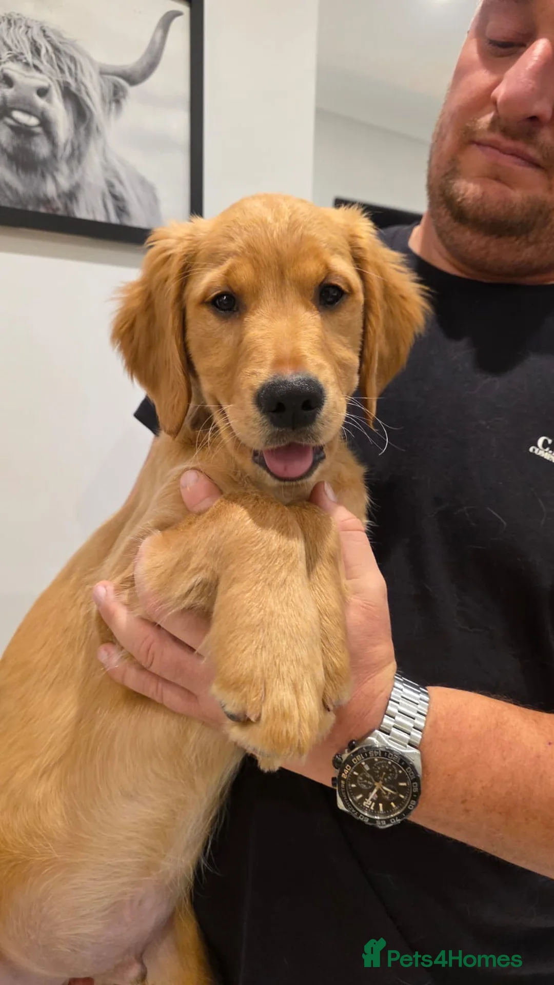Golden Retriever dogs for sale: Fully Vaccinated Working Golden Retriever puppy - Advert 2