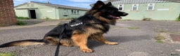 German Shepherd dogs for stud: German Sheppard For Stud security trained working in Gosport - Advert 5