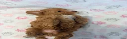 Maltipoo dogs for sale: BEAUTIFUL LICENSED-BRED MALTIPOOS READY SOON 💖 - Advert 5