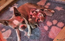 Boston Terrier dogs for sale: Lilac boston babies  - Image 1