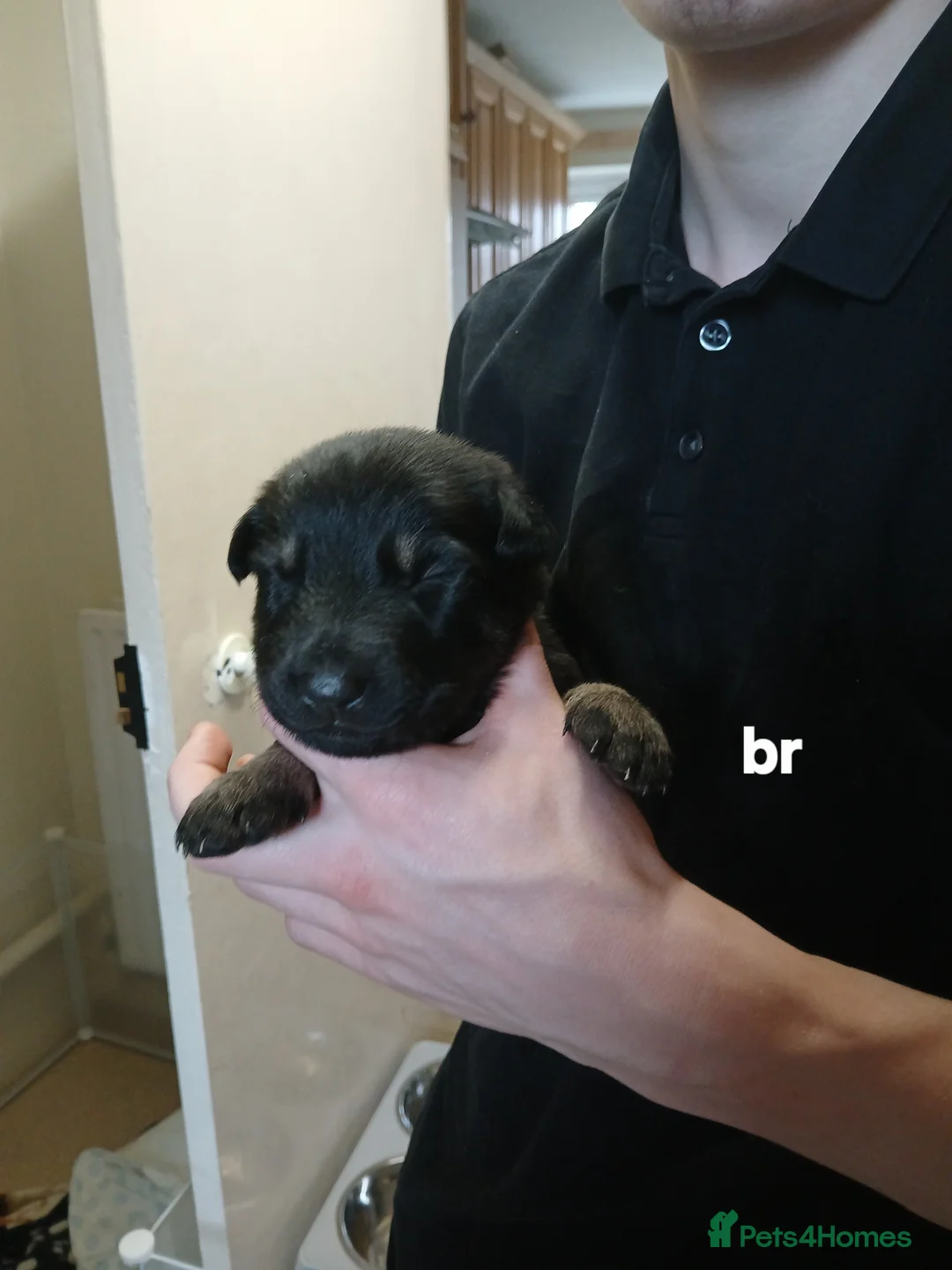 German Shepherd dogs for sale: German shepards  - Advert 12