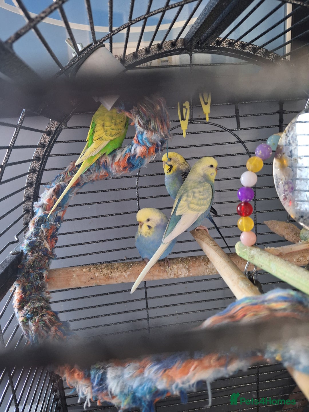 Budgerigars birds for sale: 4 budgies and cage - Image 9