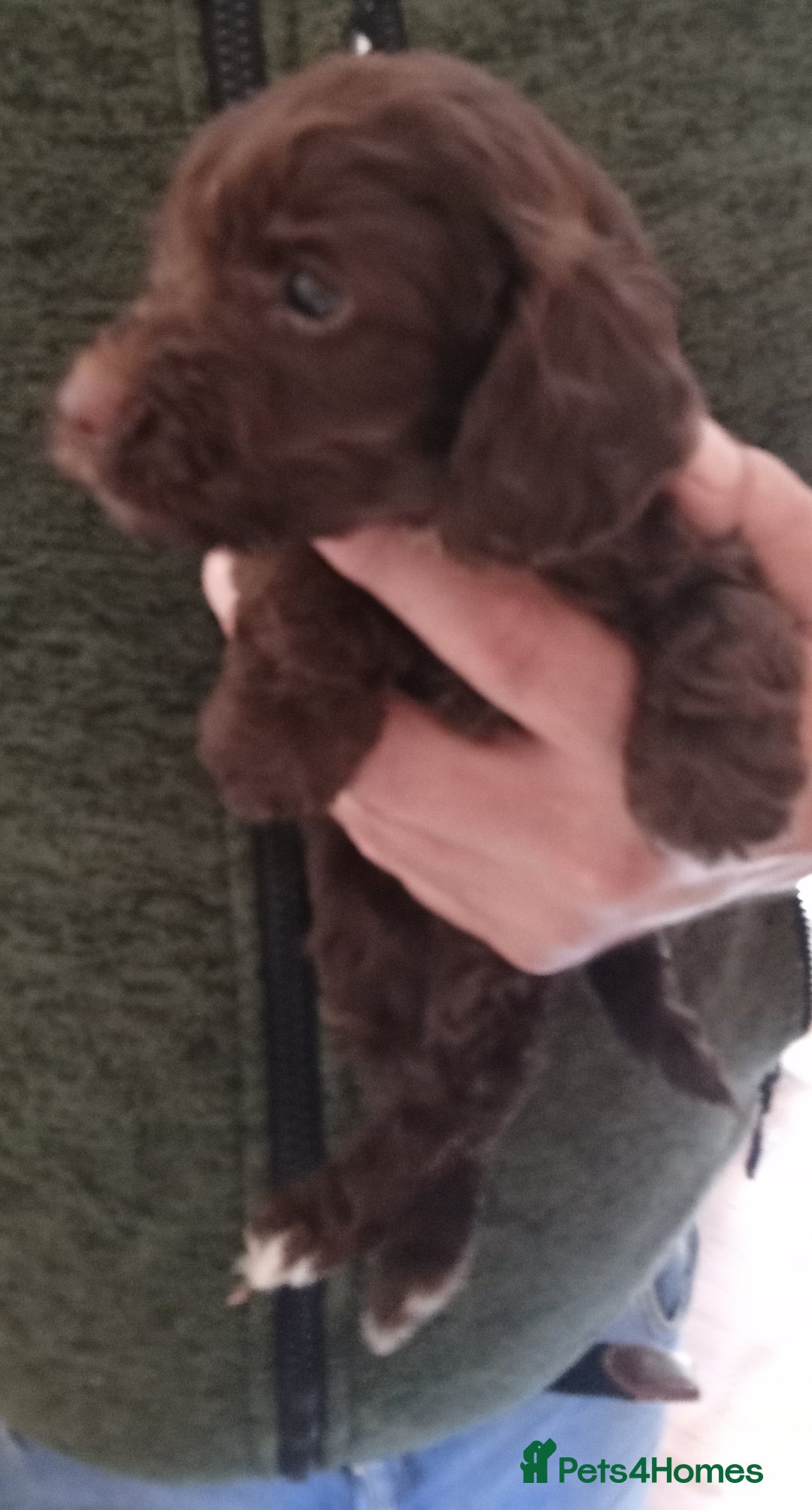 Cockapoo dogs for sale: Cockapoo puppies f1 show ) ruby red! In litter ♥️ - Image 6