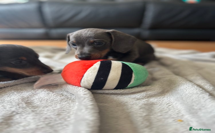 Dachshund dogs - Advert 2