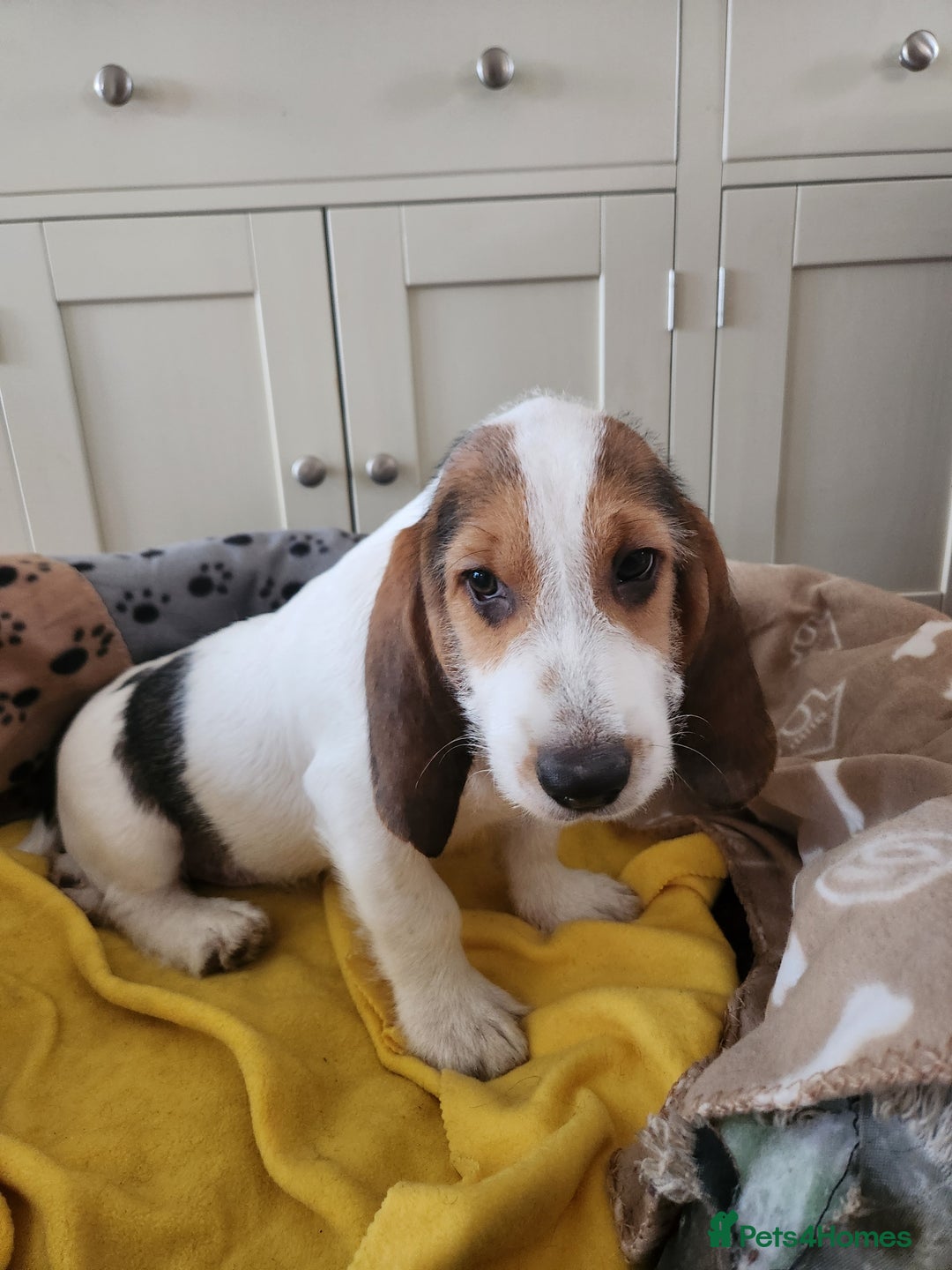 Basset Griffon Vendeen dogs for sale: Petite x English  - Advert 11