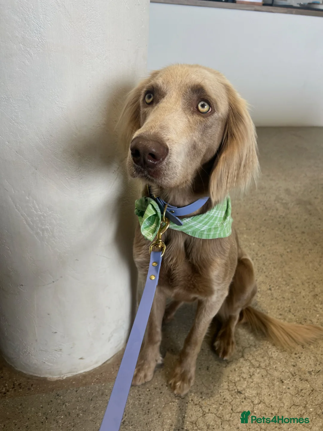 Weimaraner dogs for stud: Looking for Weimaraner Stud Dog in Barnstaple - Advert 7