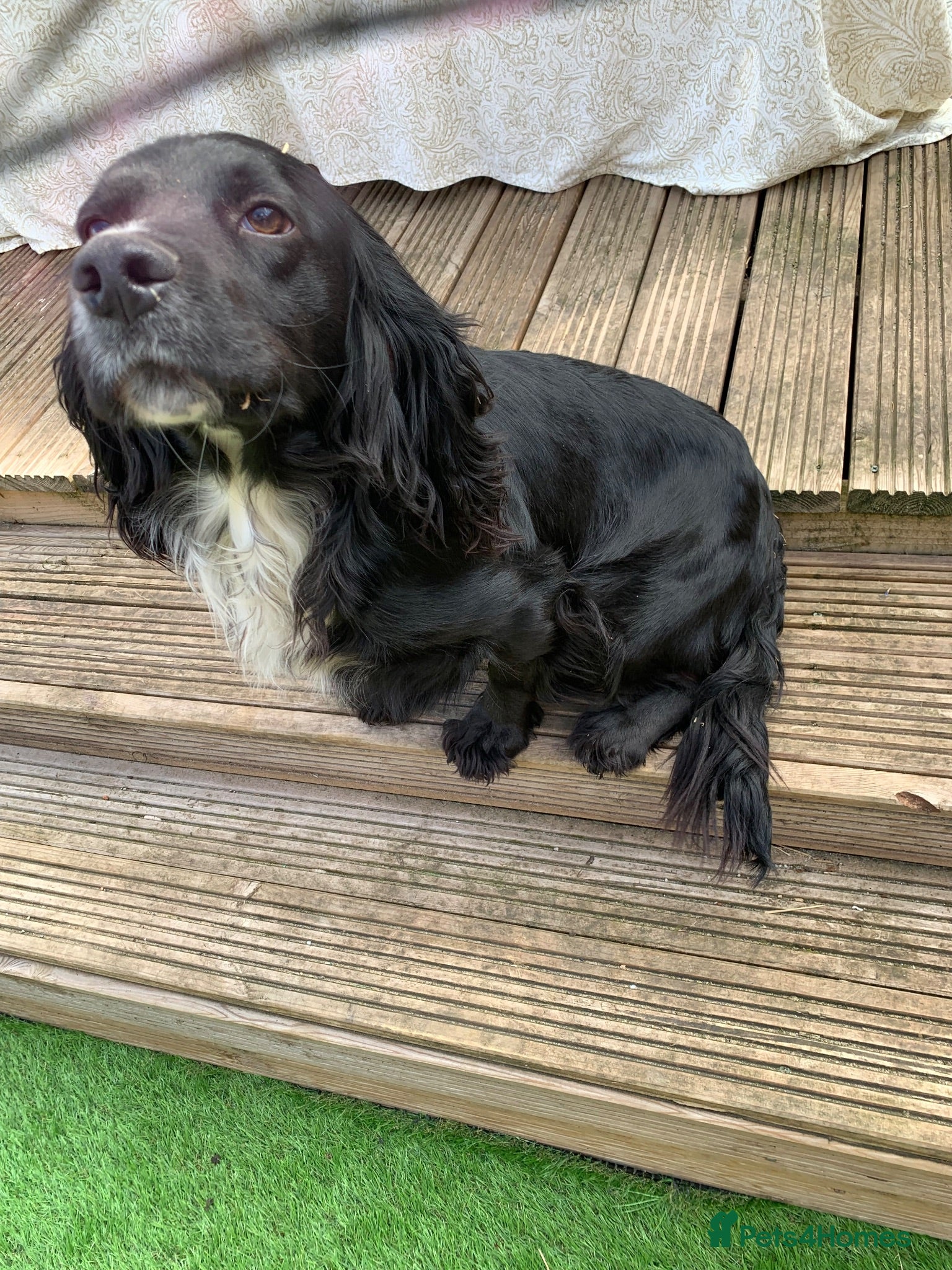 Sprocker dogs Rehome  - Advert 12